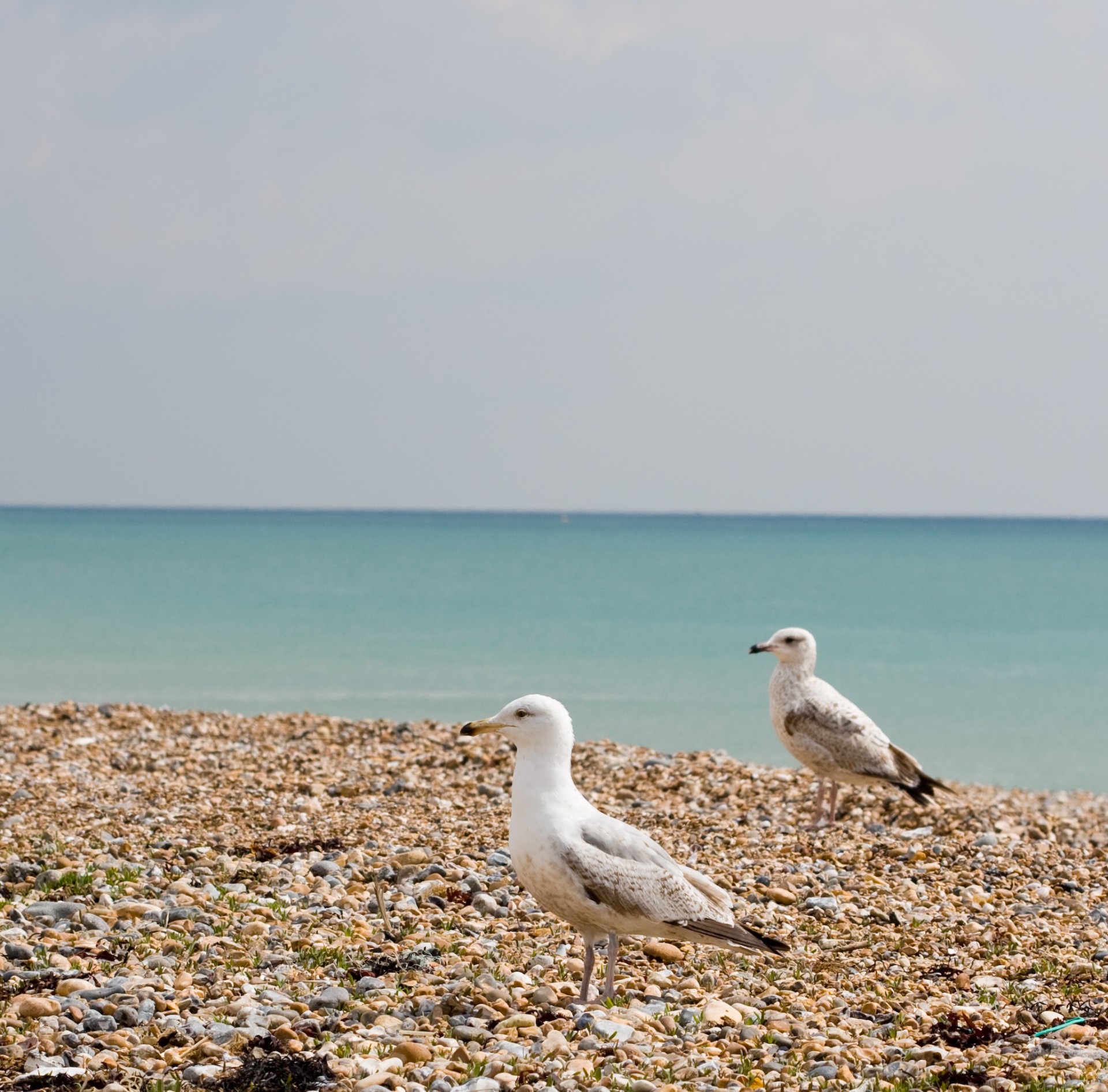 seagull seagulls bird free photo
