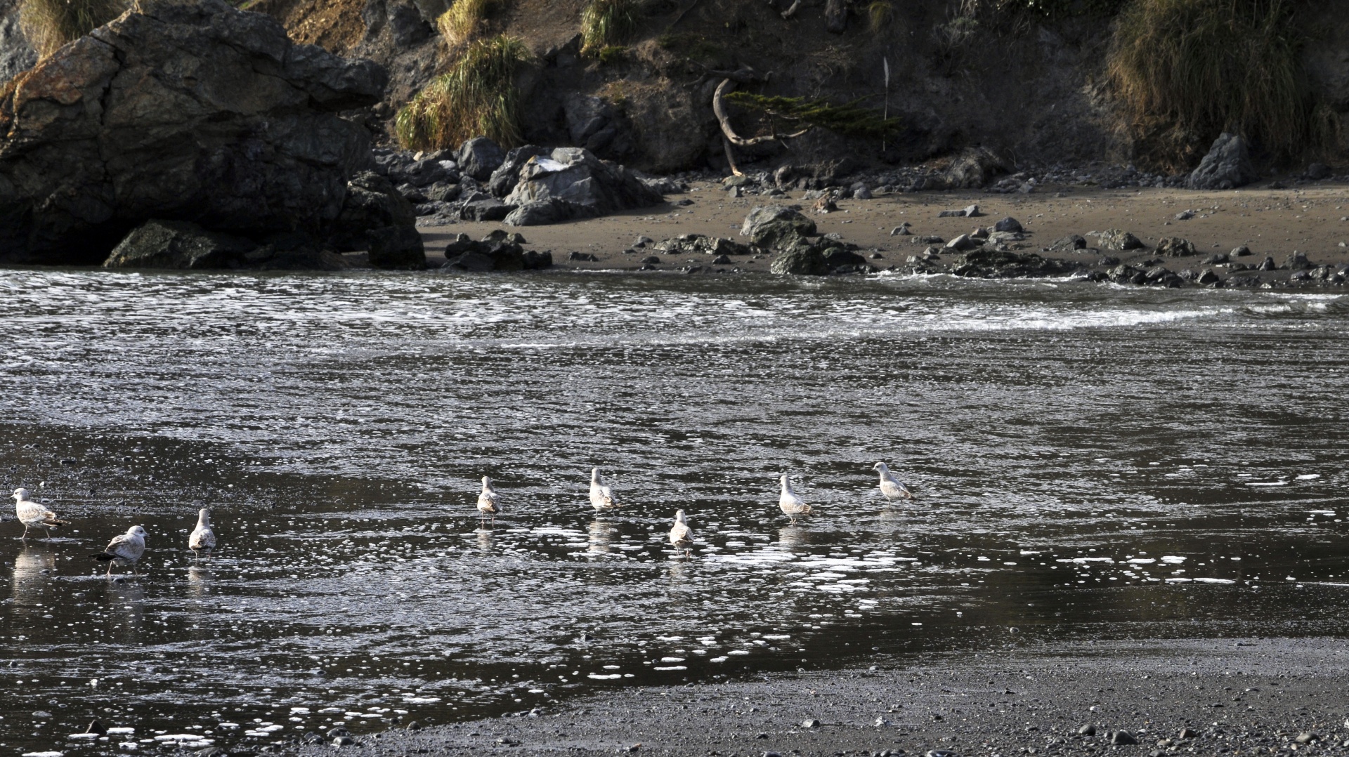 seagull seagulls water free photo