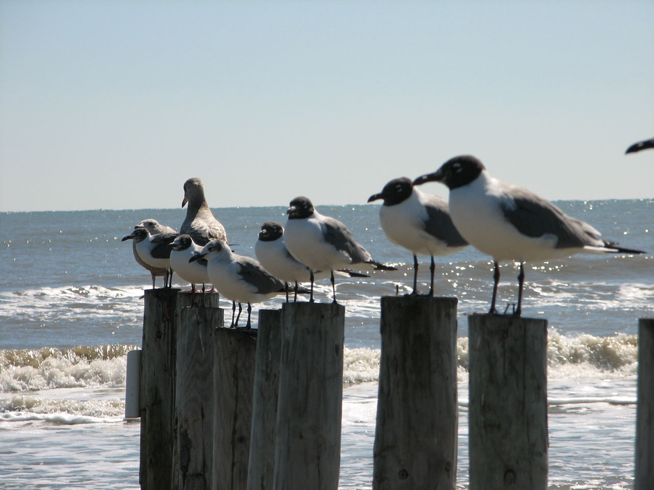 seagulls gulf ocean free photo