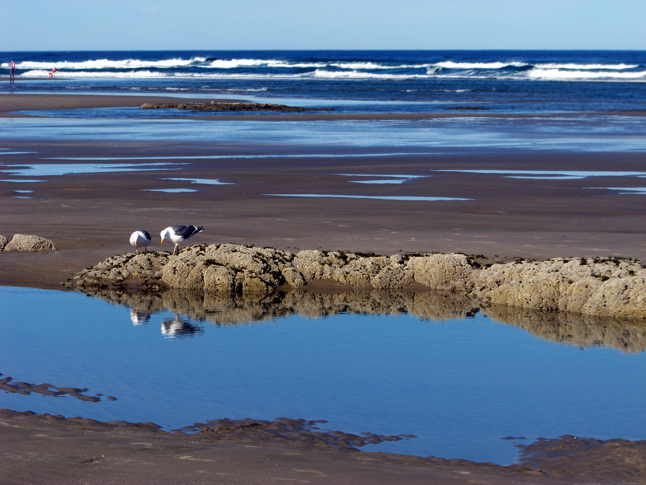 beach birds gulls free photo