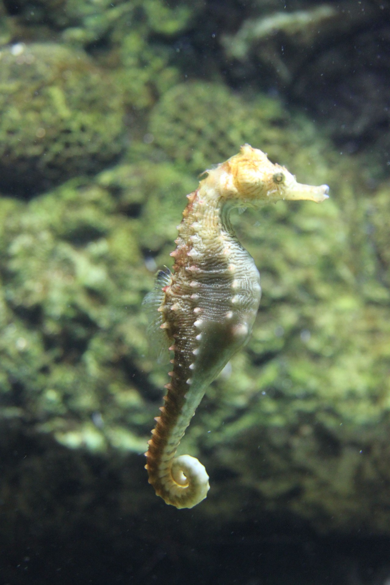 seahorse seahorses photography free photo