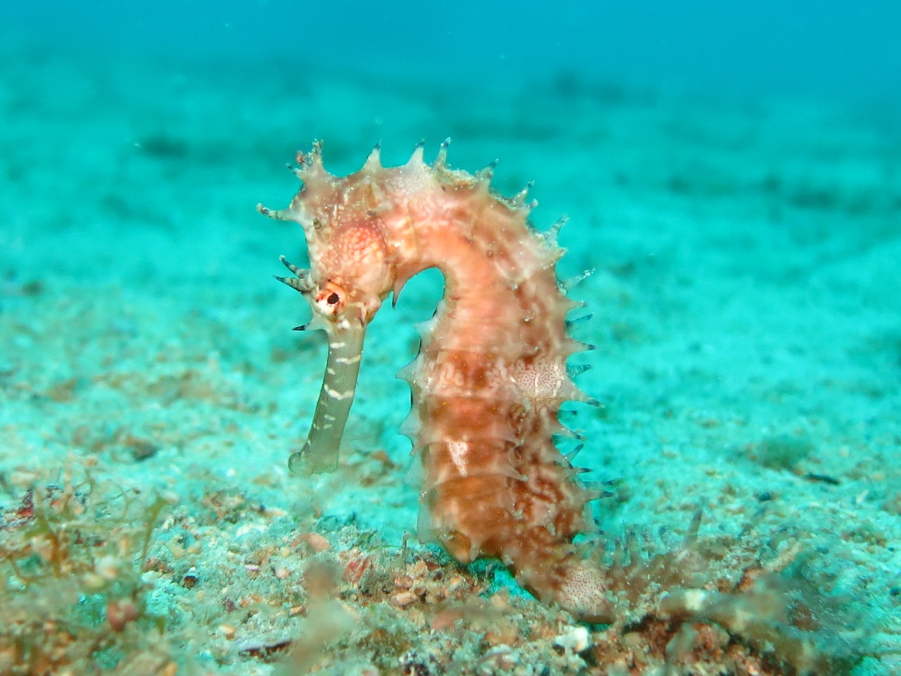 seahorse sea-horse hippocampus free photo