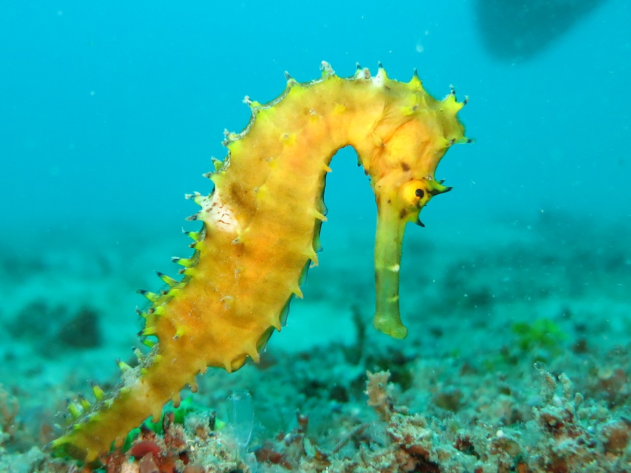 seahorse sea-horse yellow free photo