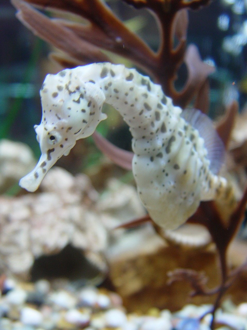 seahorse biology fish free photo