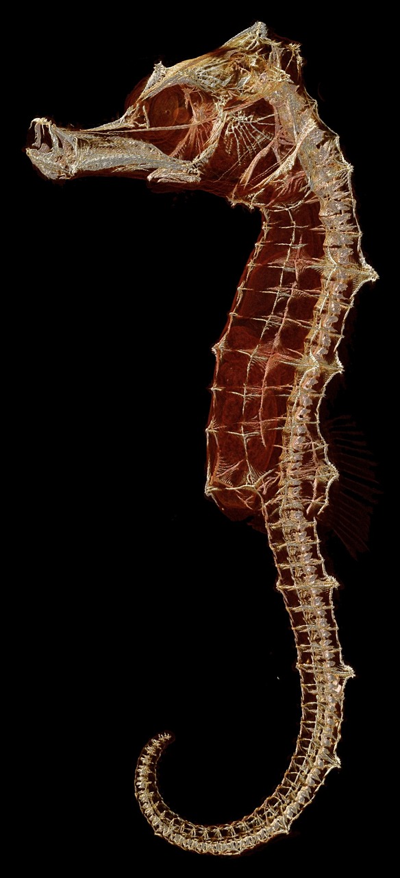 seahorse skeleton biology free photo