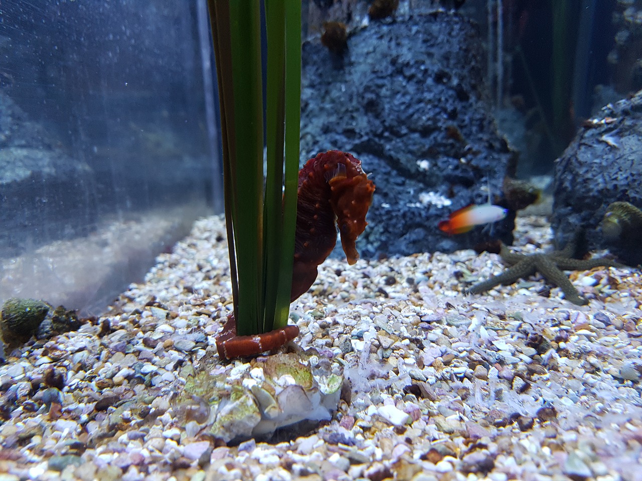 seahorse aquarium underwater free photo