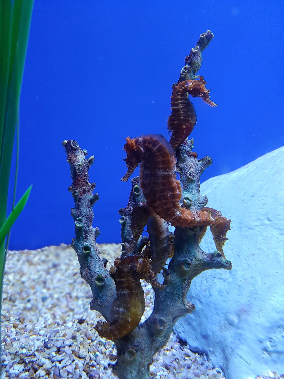 seahorse aquarium underwater free photo