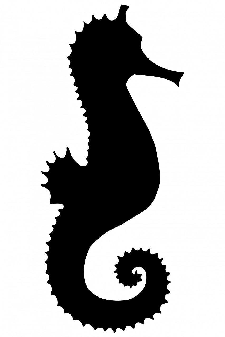 seahorse black silhouette free photo