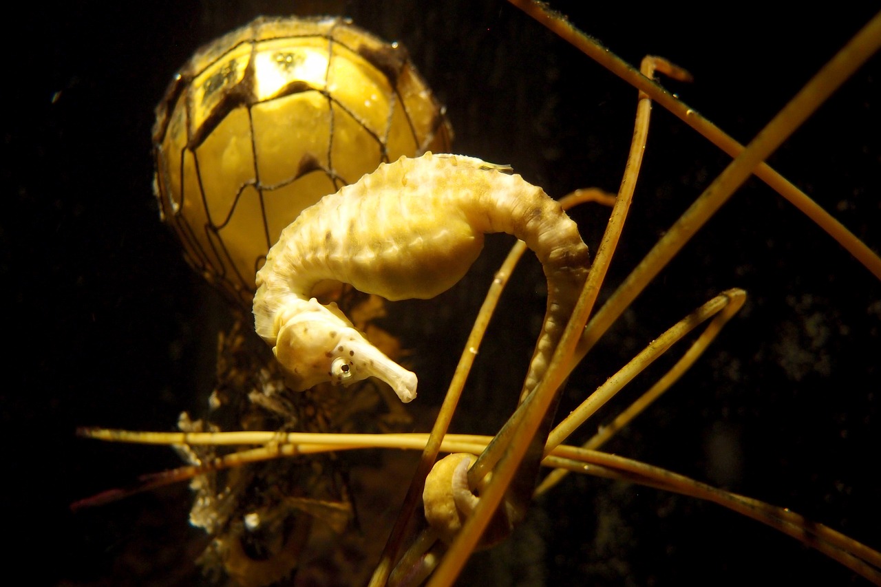 seahorse oceanarium yellow free photo