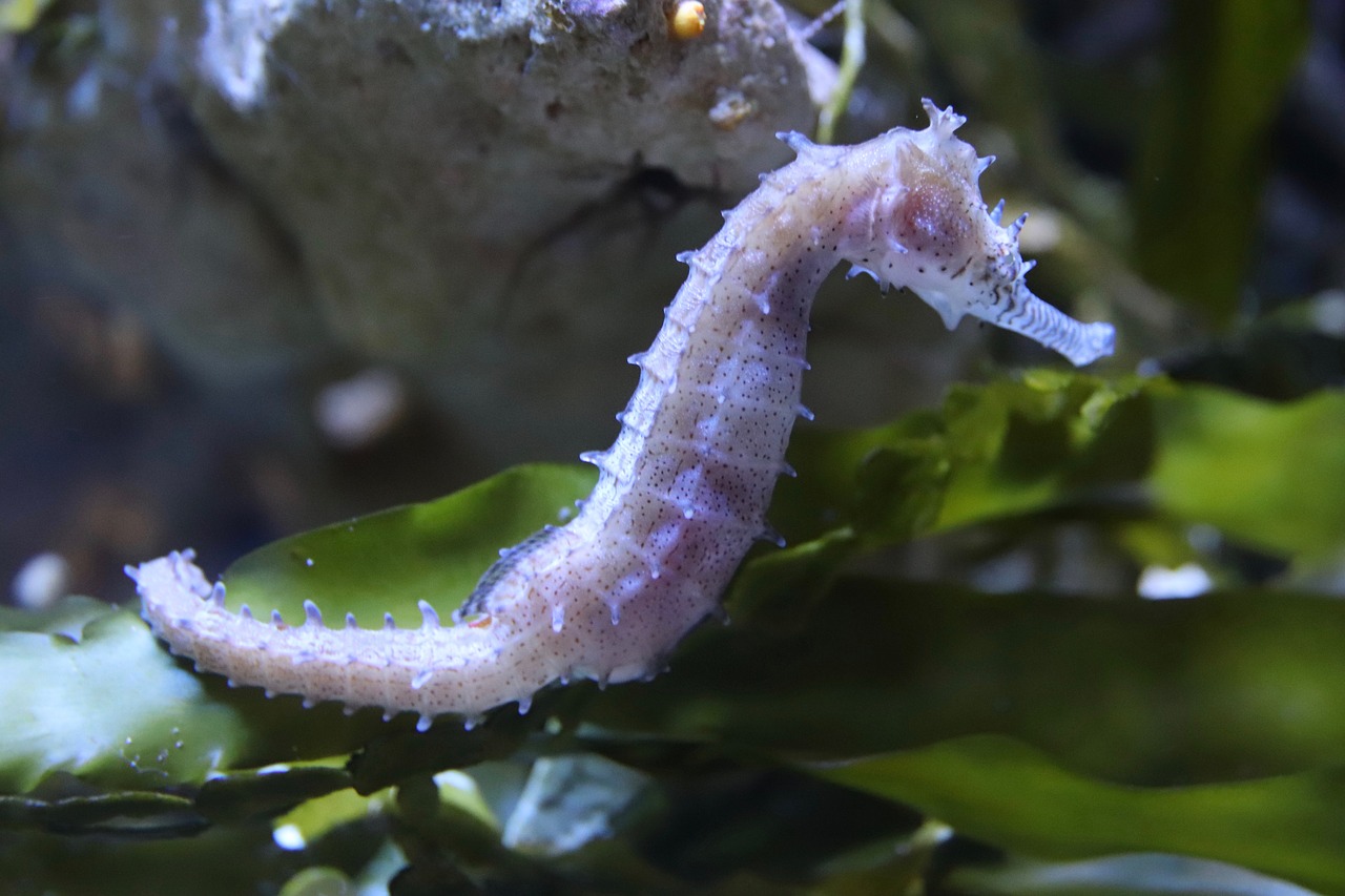 seahorse  aquarium  the aquazoo düsseldorf free photo