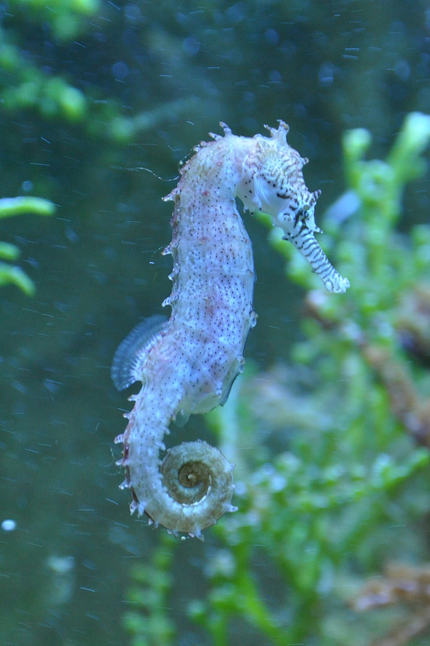 seahorse fish water free photo