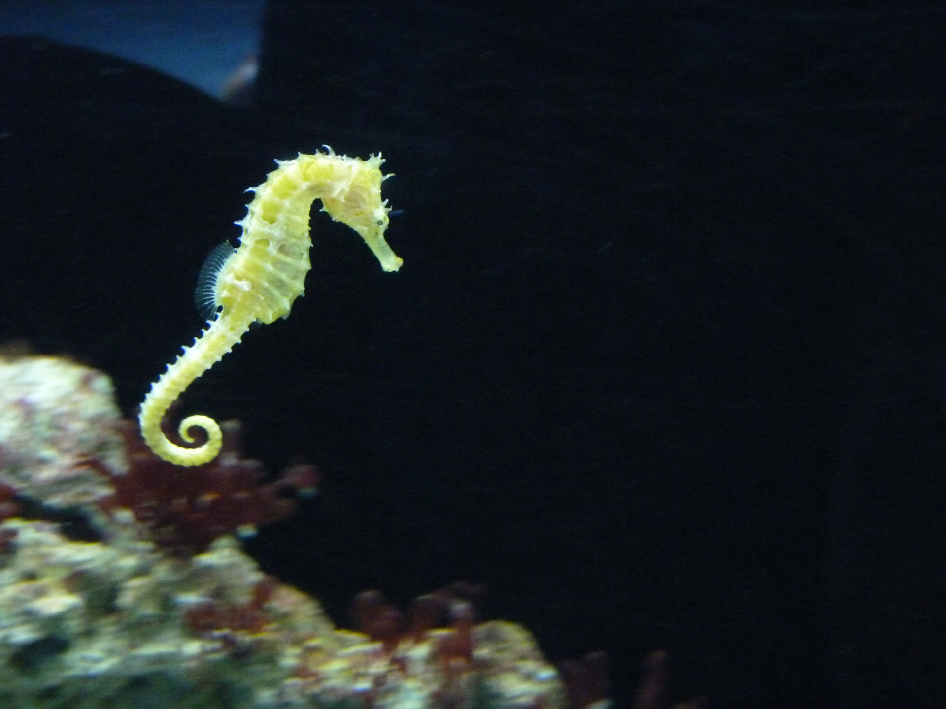 seahorse swimming aquarium free photo