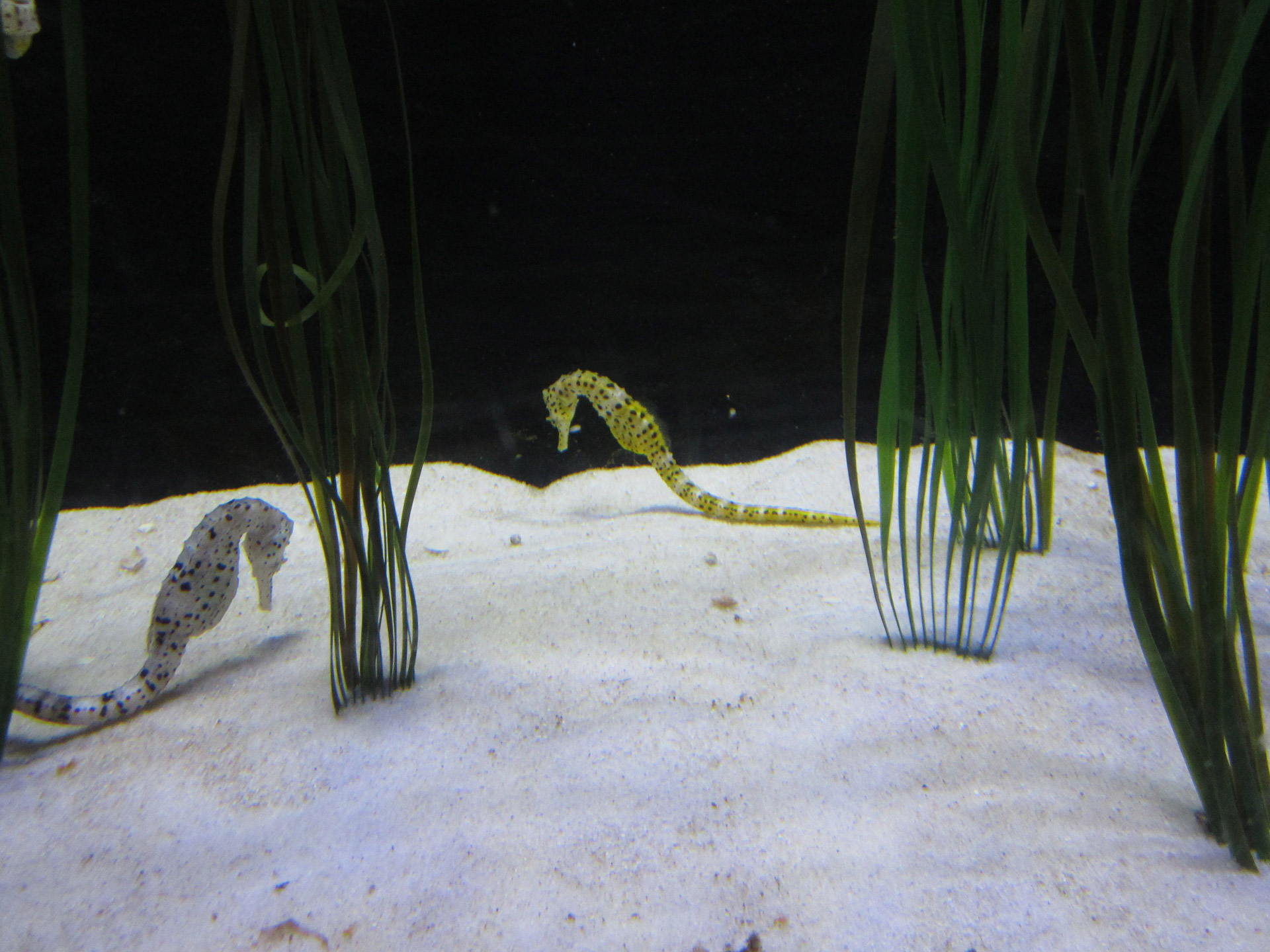 seahorse sea aquarium free photo
