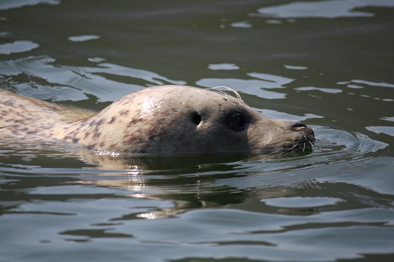 seal water ecomare free photo