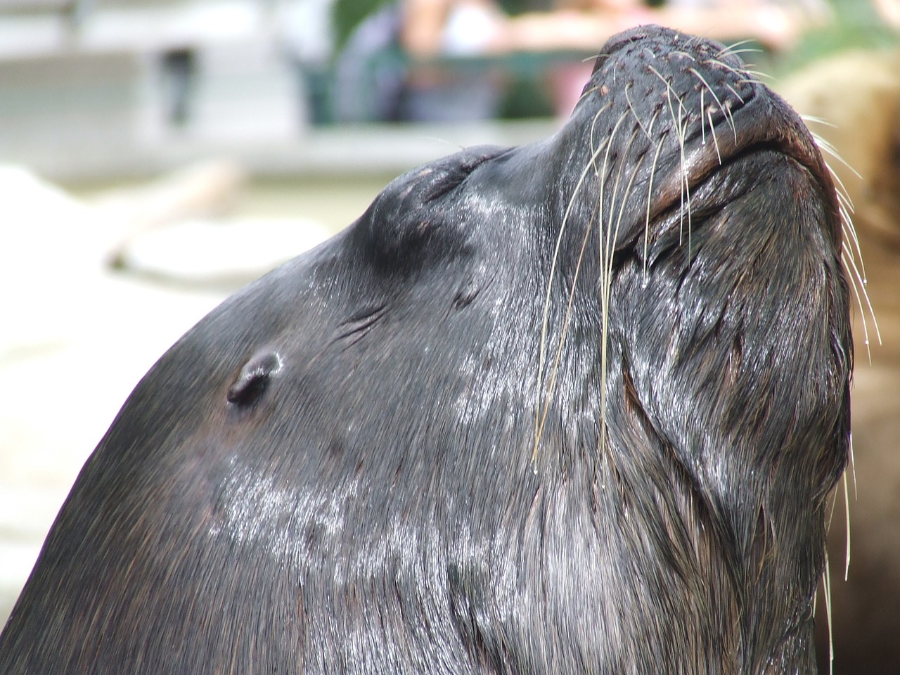 seal the zoo animal free photo