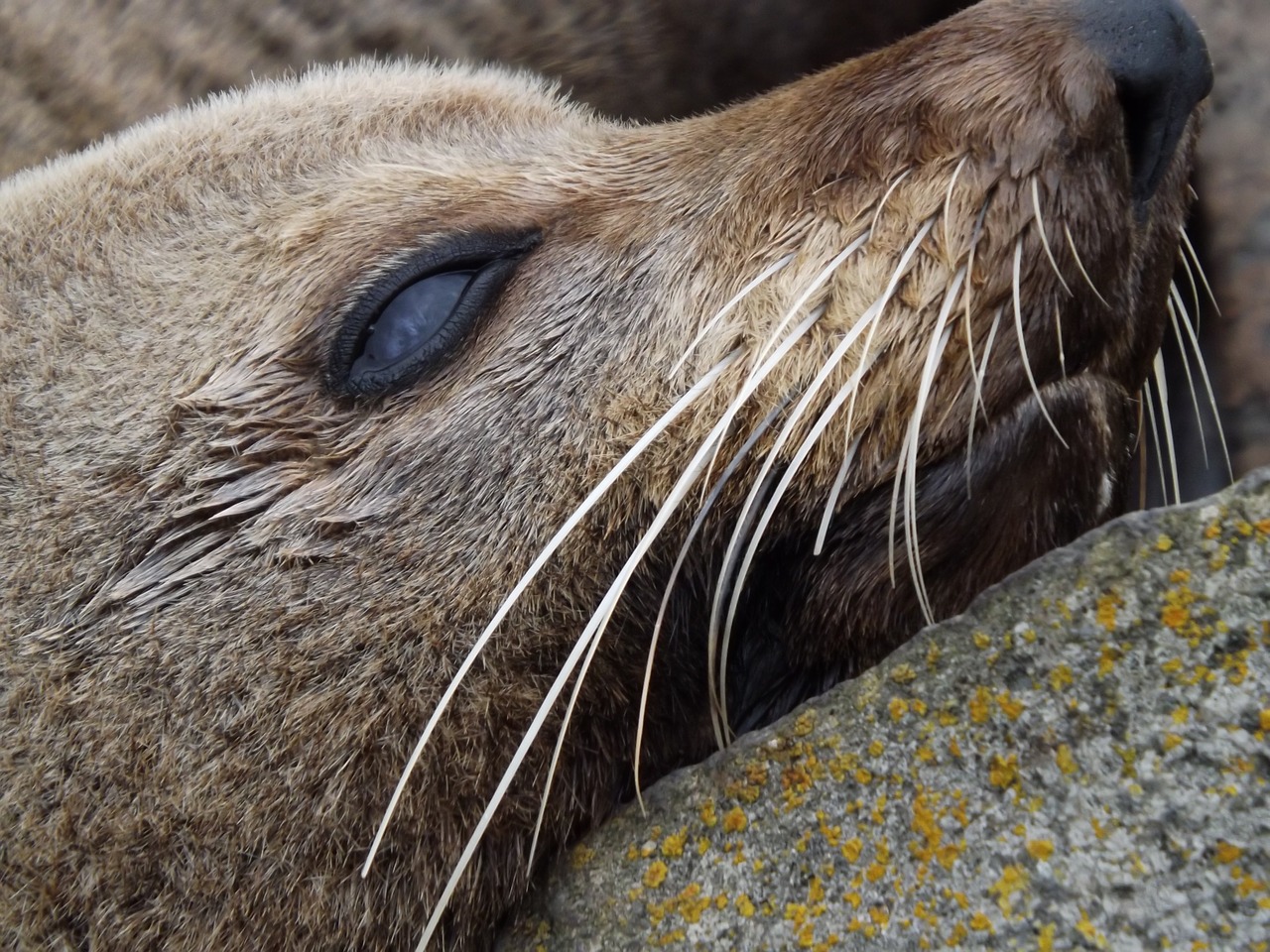 seal beach wildlife free photo