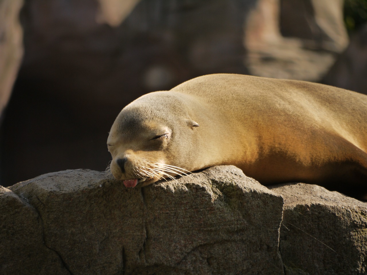 seal meeresbewohner mammal free photo