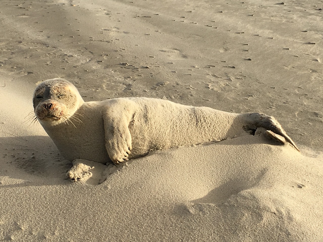 seal sand mammal free photo