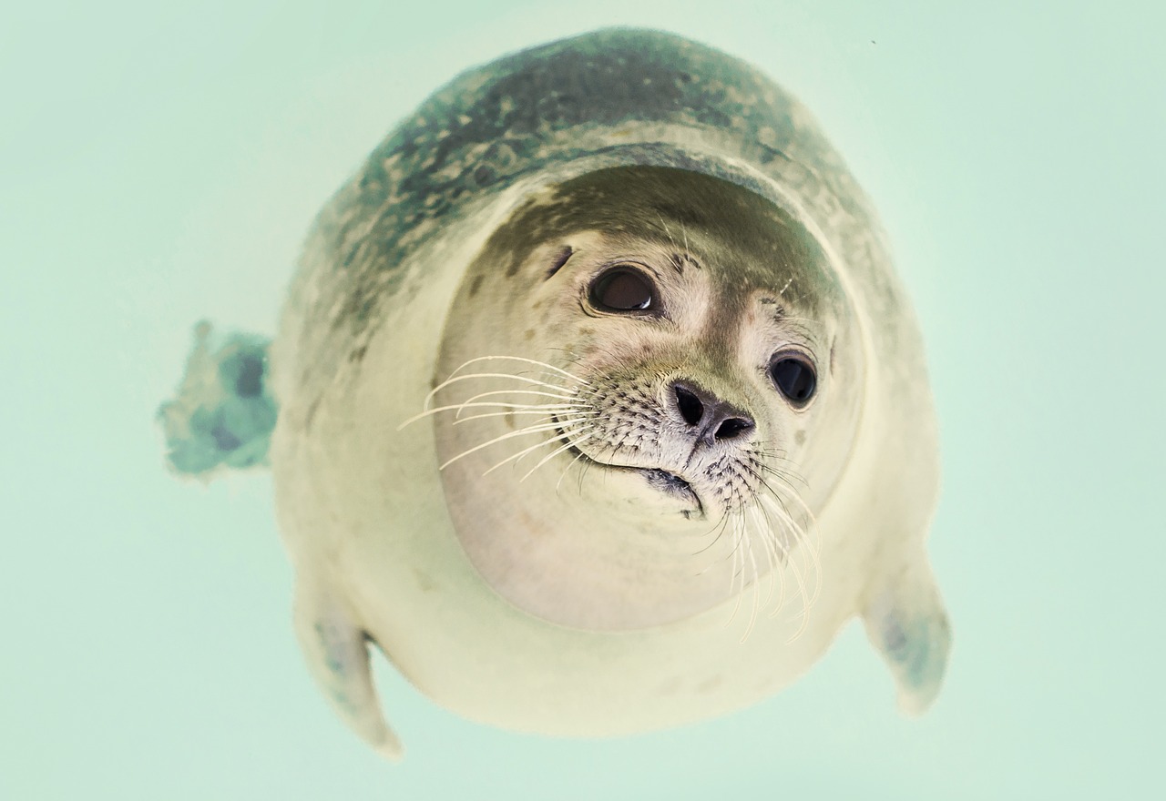 seal mammal cute free photo