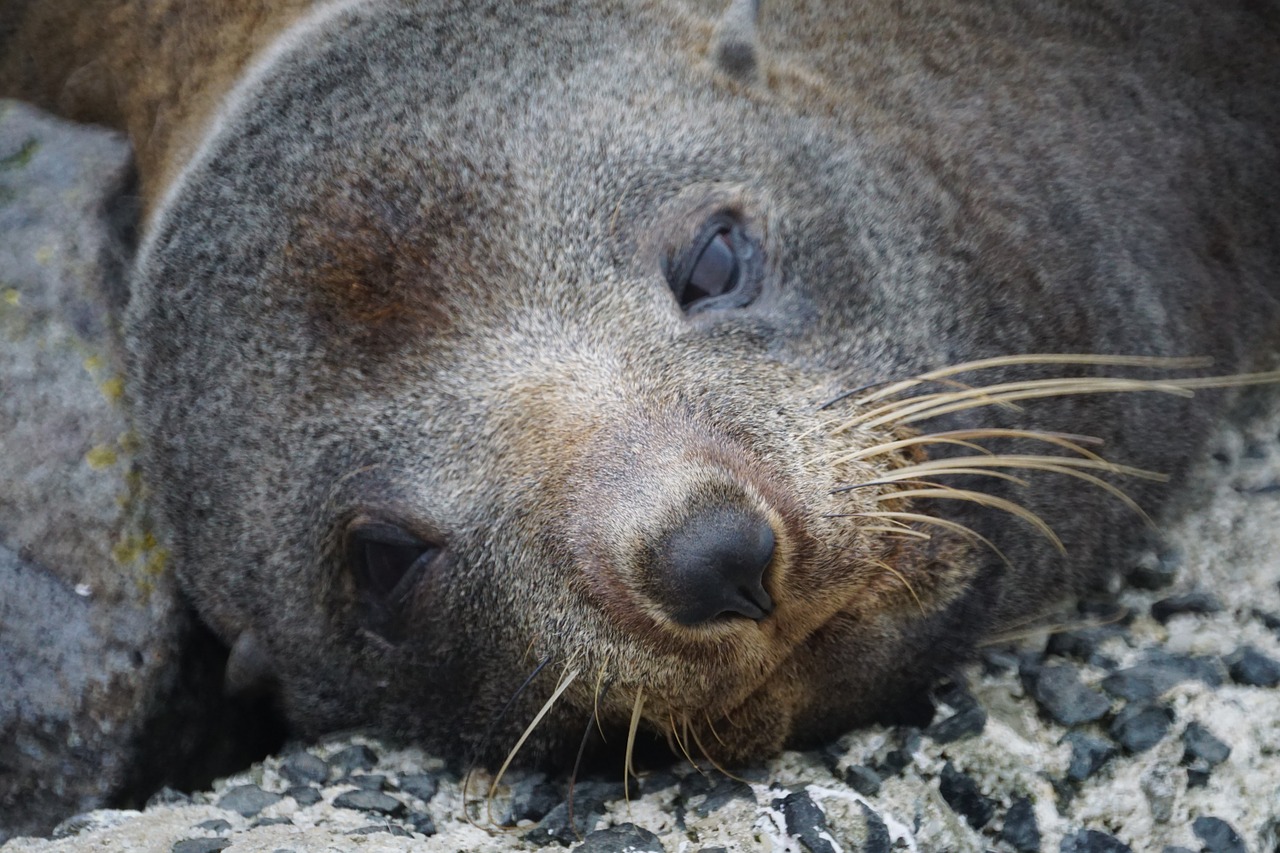 seal wildlife fur free photo