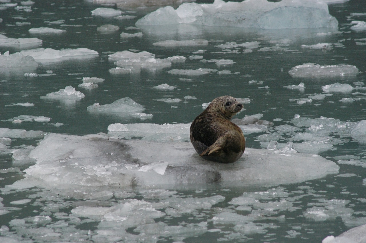 seal ice floating free photo