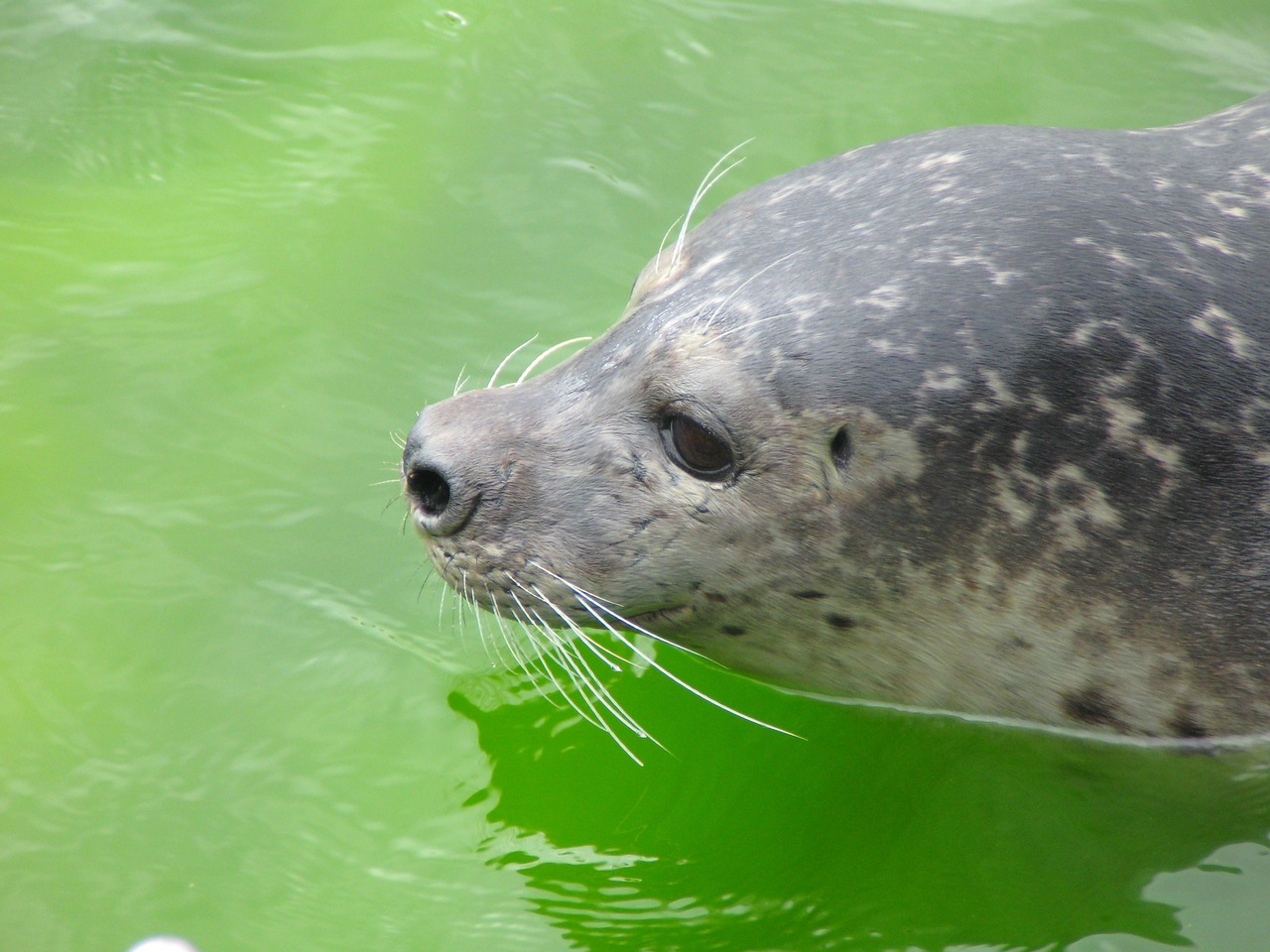 seal robbe north sea free photo