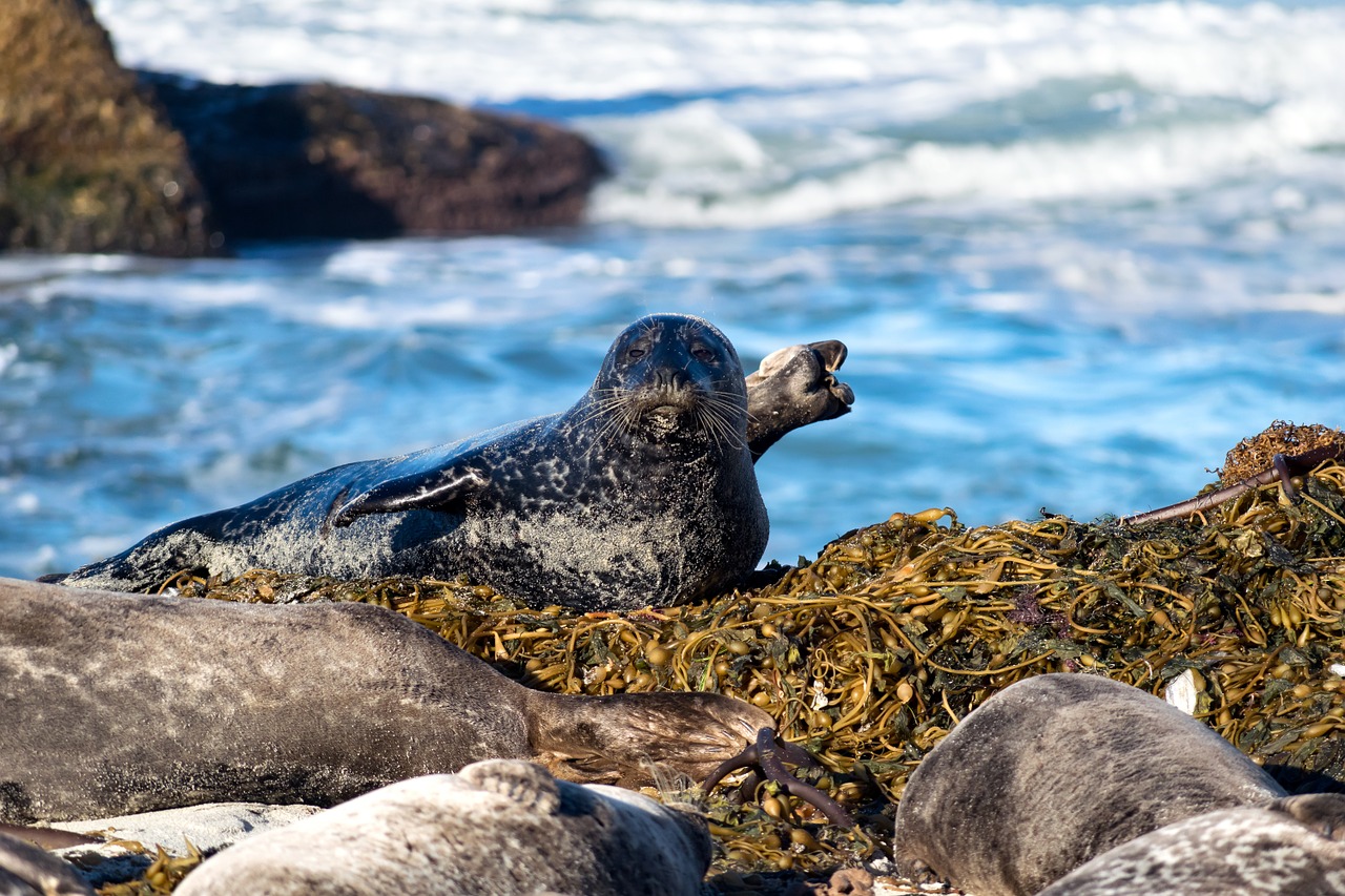 seal california west coast free photo