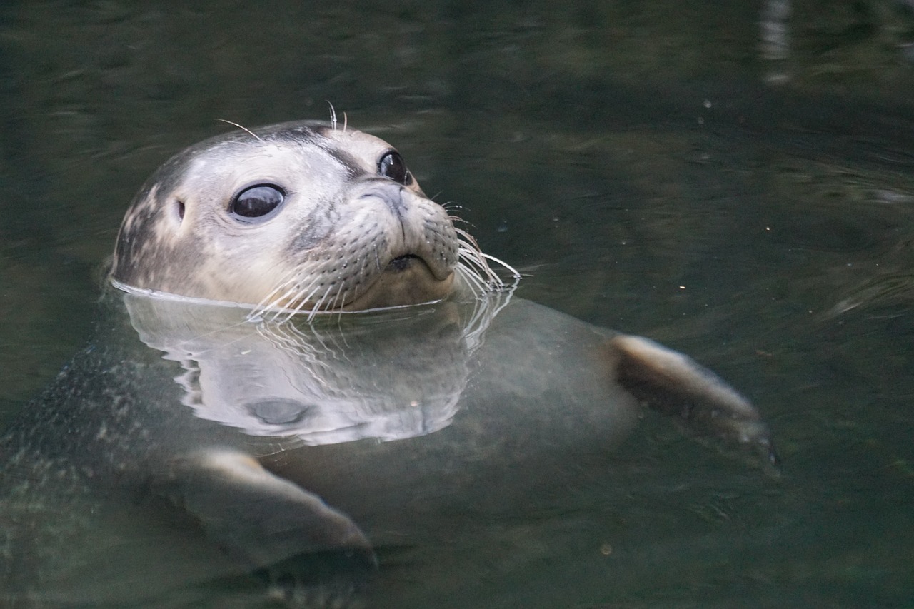 seal water robbe free photo