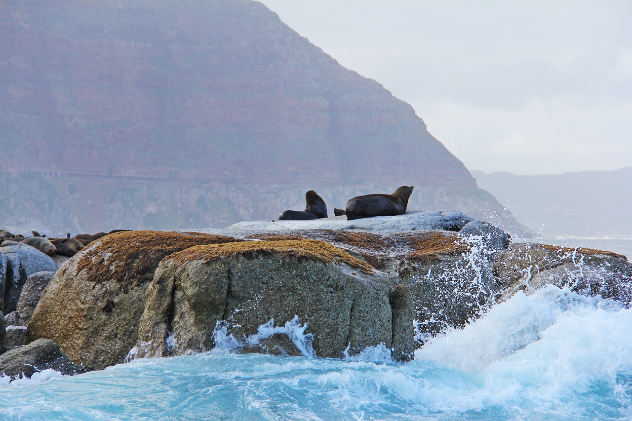 seals island thousands free photo