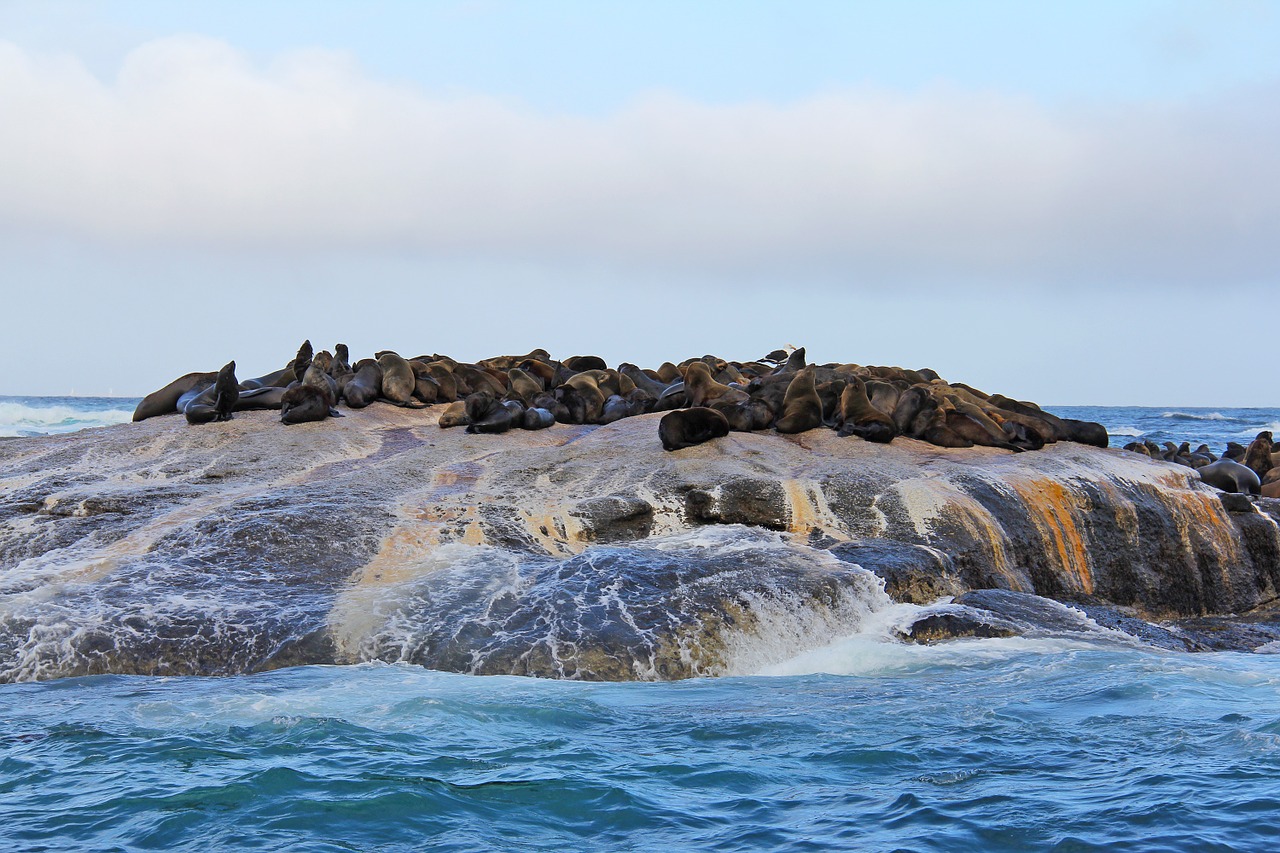 seals island thousands free photo