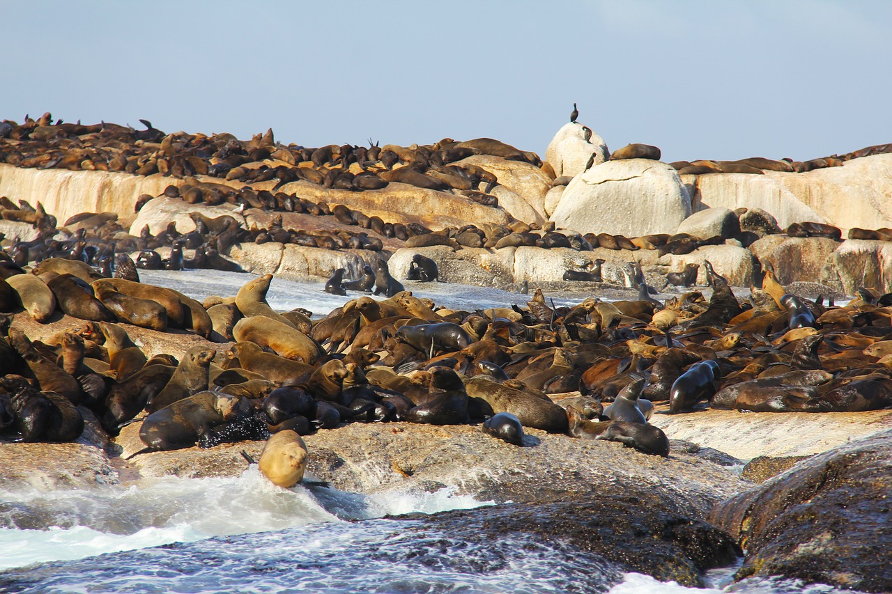 seal island thousands free photo