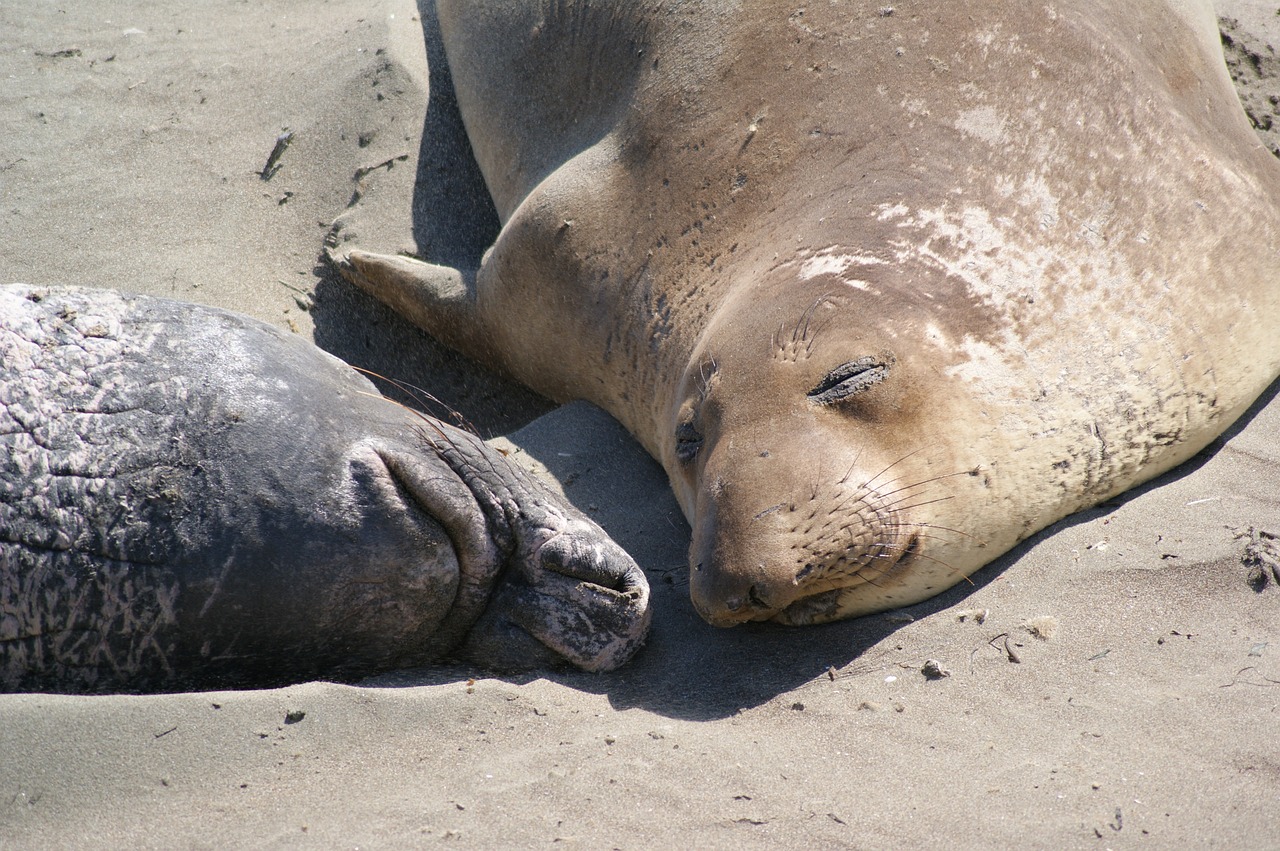 seal couple beach free photo