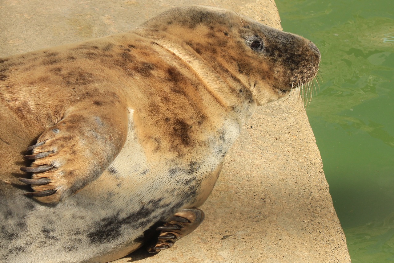 seal basking animal free photo