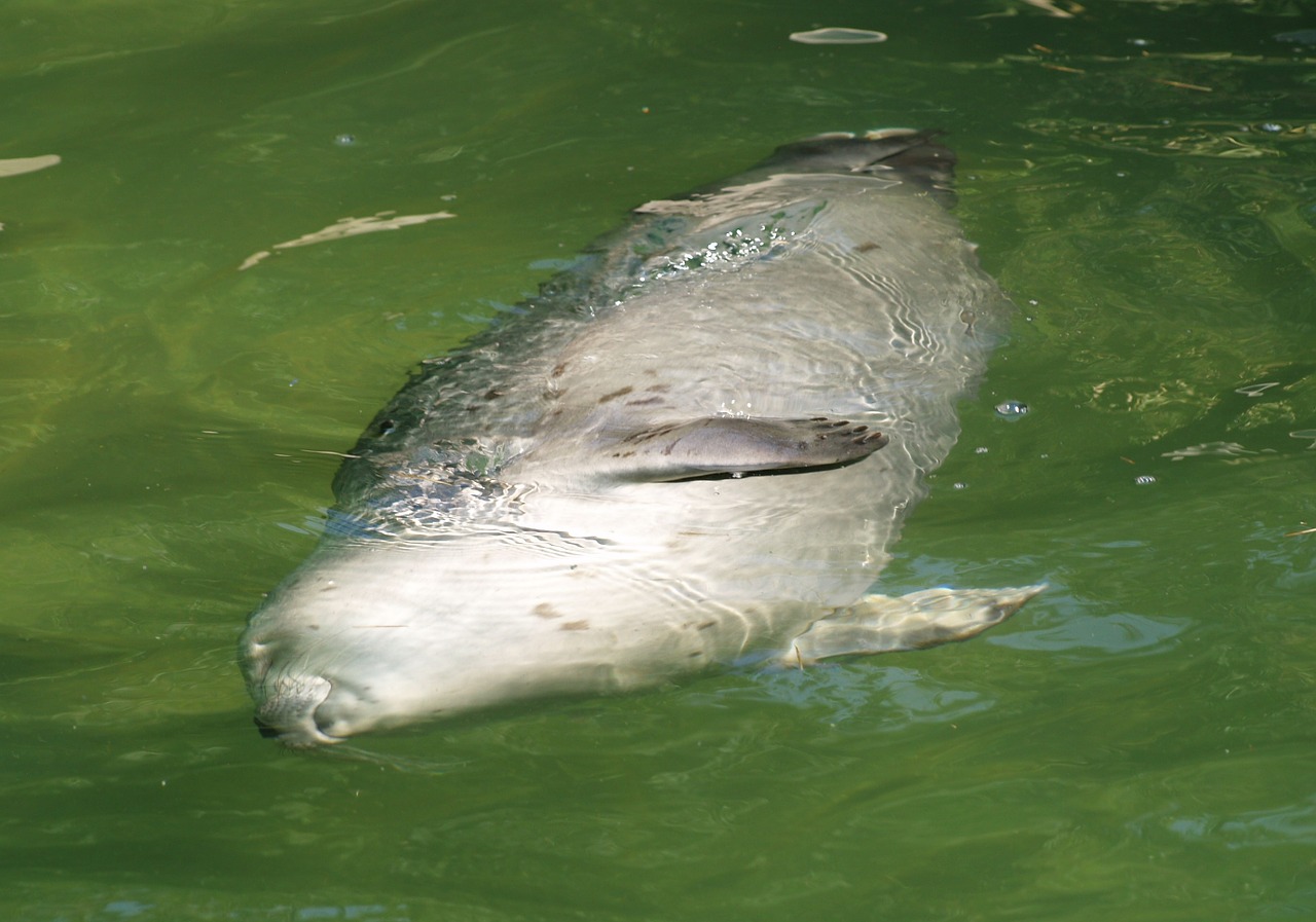 seal zoo water free photo