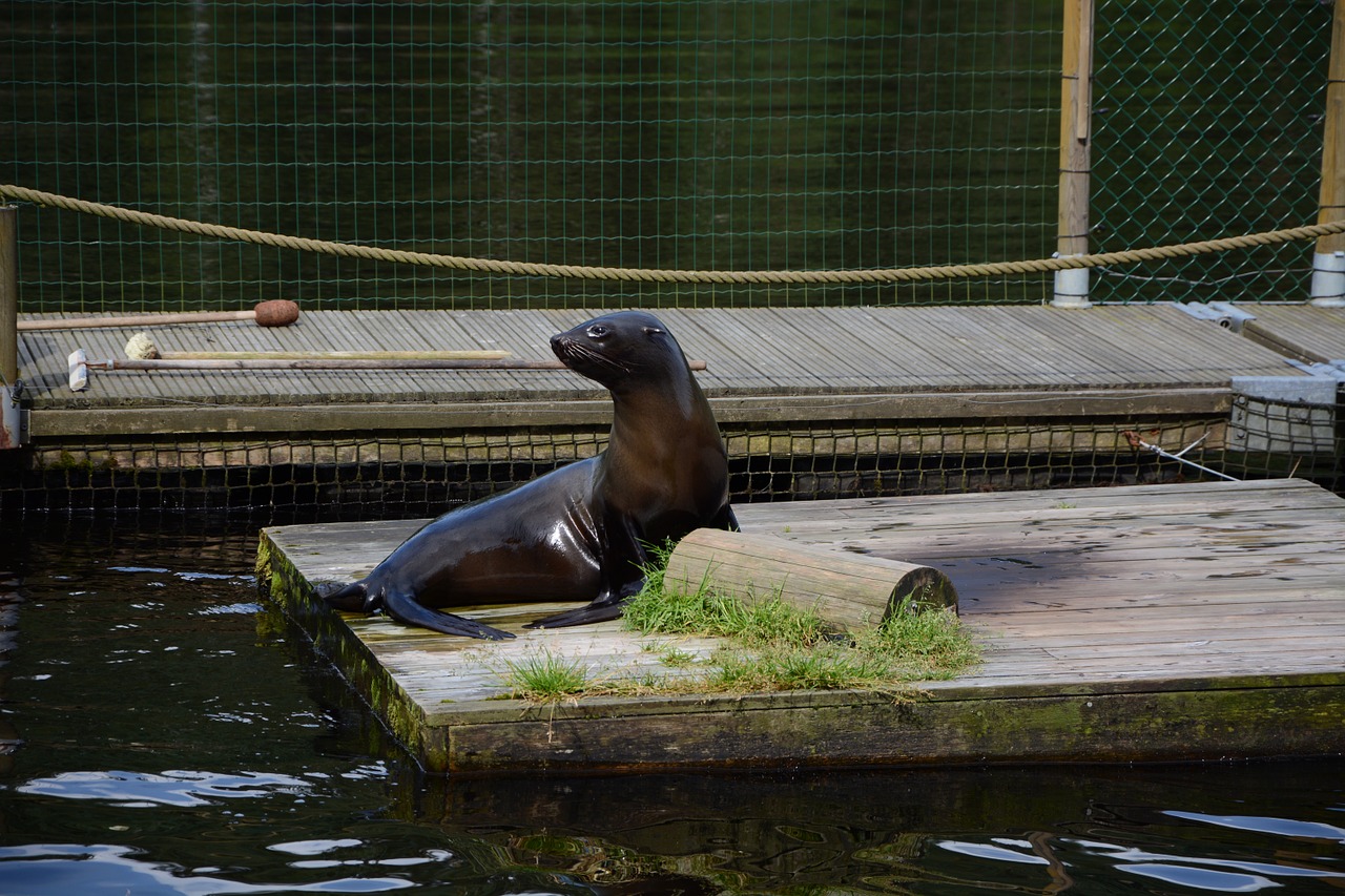 seal lake borås zoo free photo