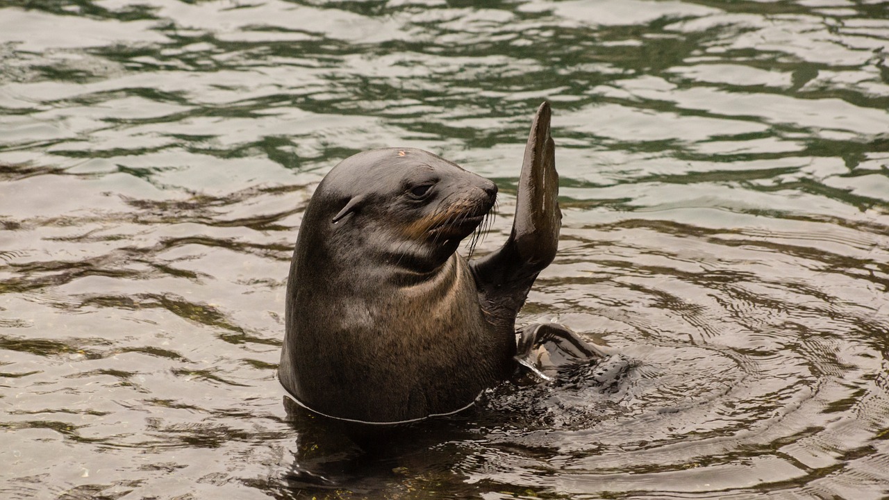 seal waving hello free photo