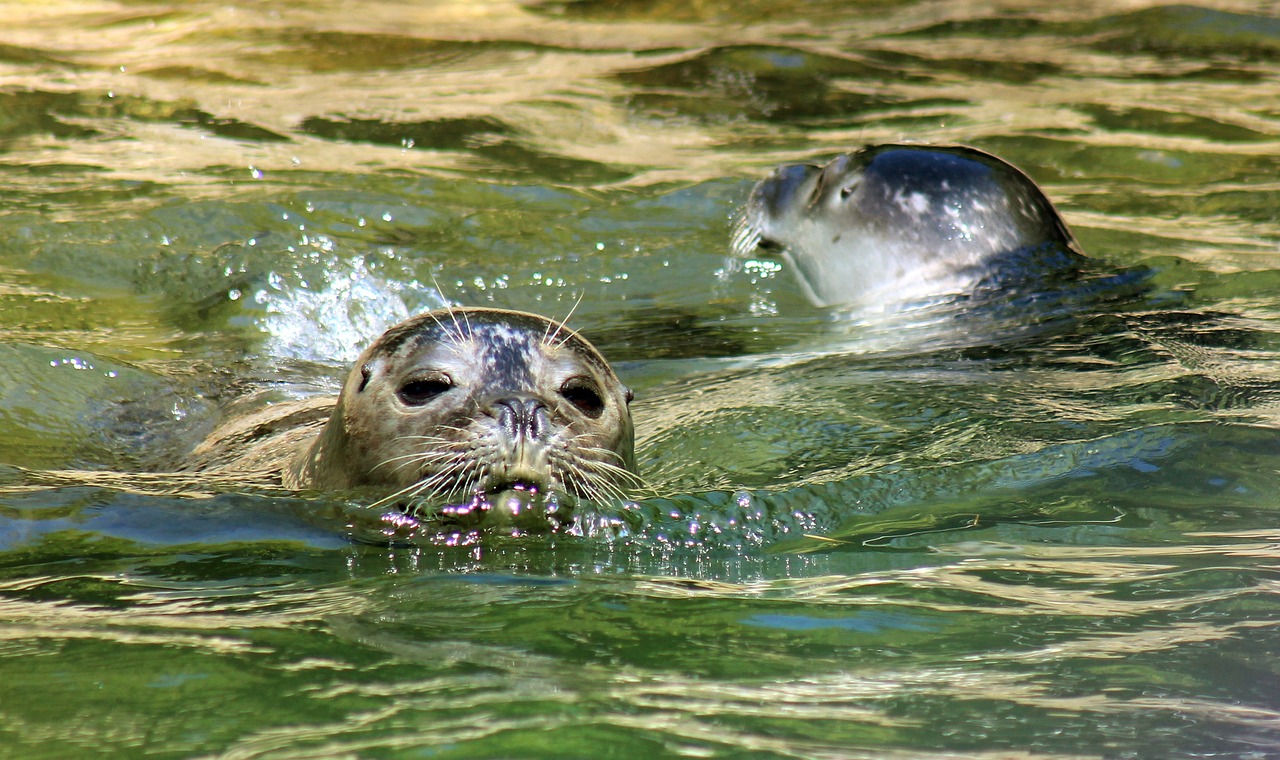 seal zoo water free photo