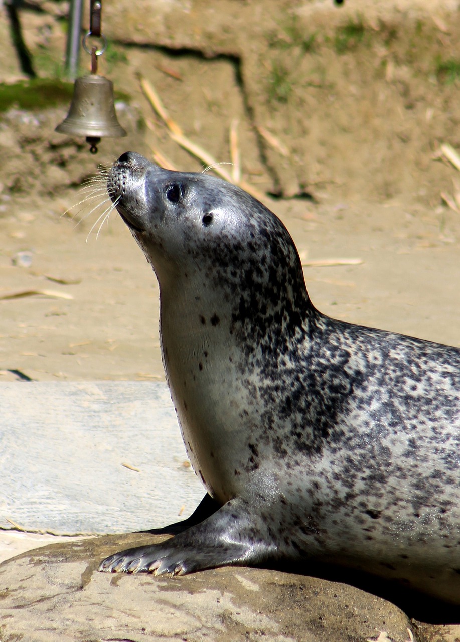 seal zoo water free photo