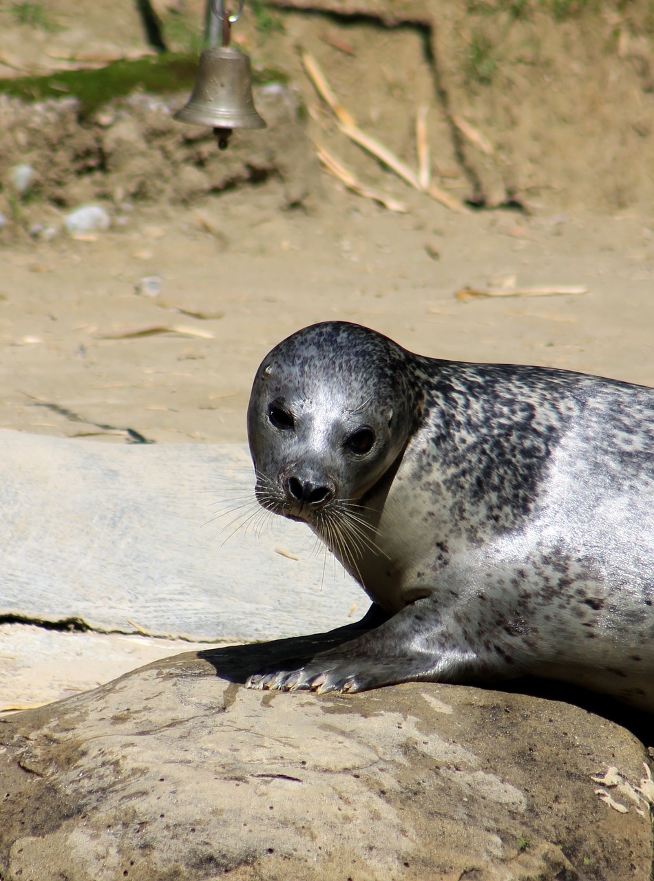 seal zoo water free photo