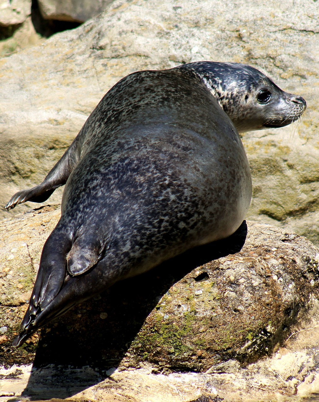 seal zoo water free photo