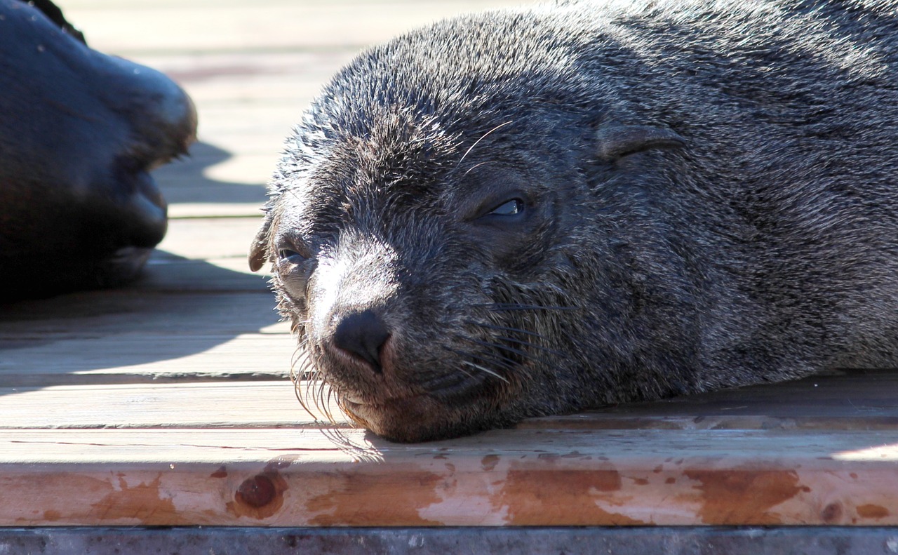 seal sunbathing docks free photo