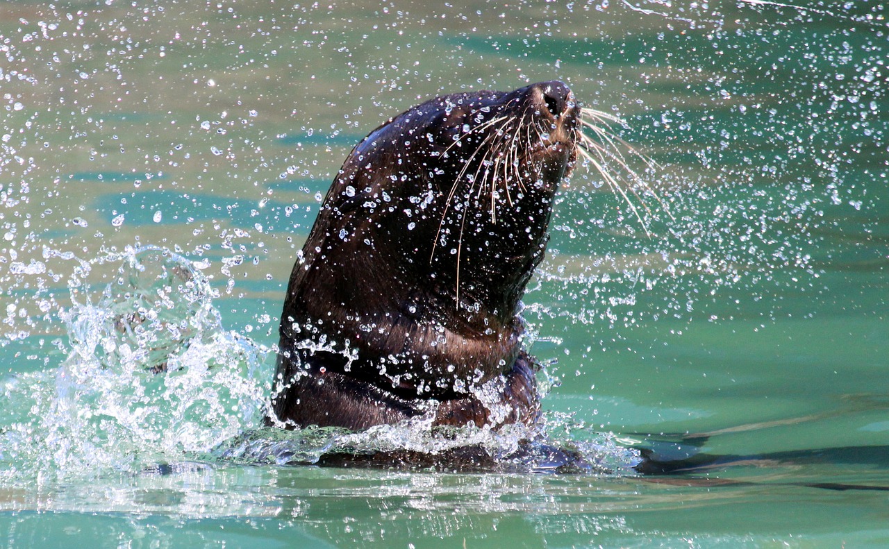 seal swim splash free photo