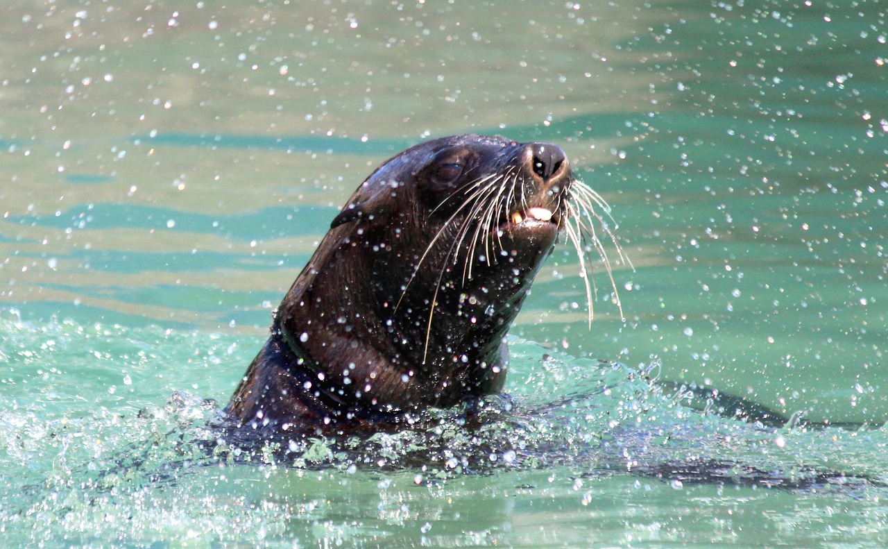 seal swim splash free photo