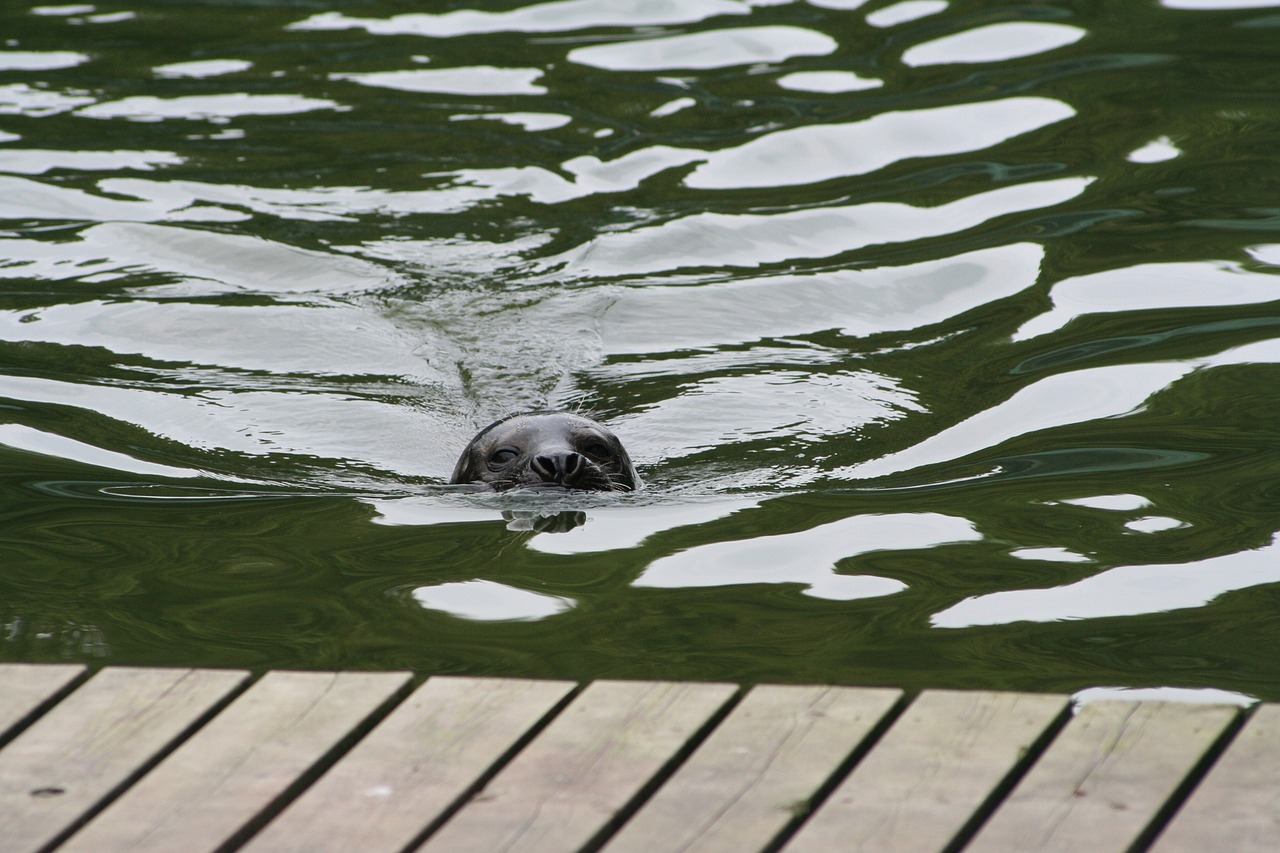 seal swim water animals free photo