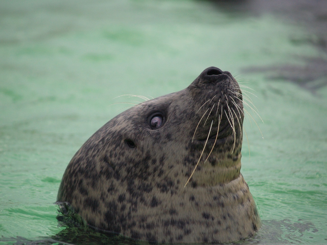 seal whiskers eyes free photo
