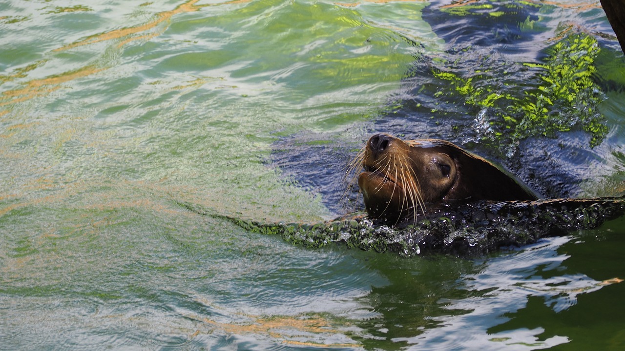 seal animal colorful free photo