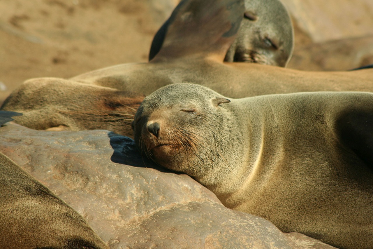 seal eared seal animal free photo