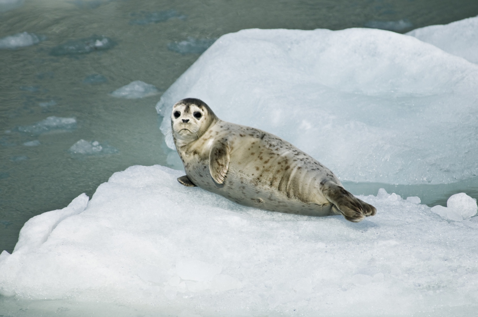seal harbor pup free photo