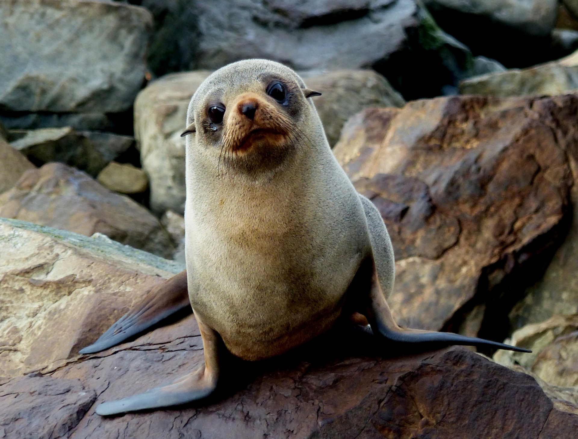 seal portrait young free photo