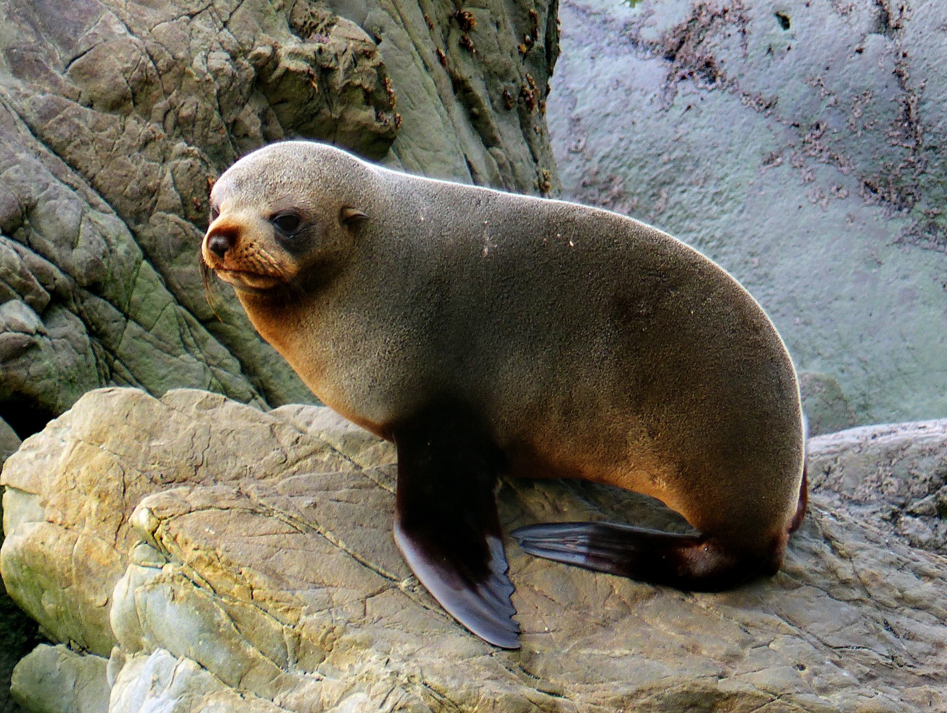 seal portrait young free photo